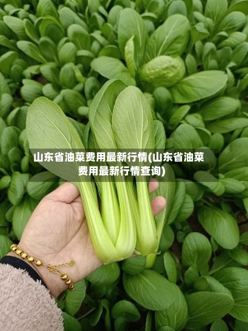山东省油菜费用最新行情(山东省油菜费用最新行情查询)-第2张图片