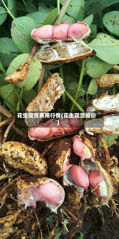 花生现货费用行情(花生现货报价)-第3张图片