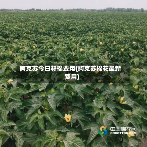 阿克苏今日籽棉费用(阿克苏棉花最新费用)-第3张图片