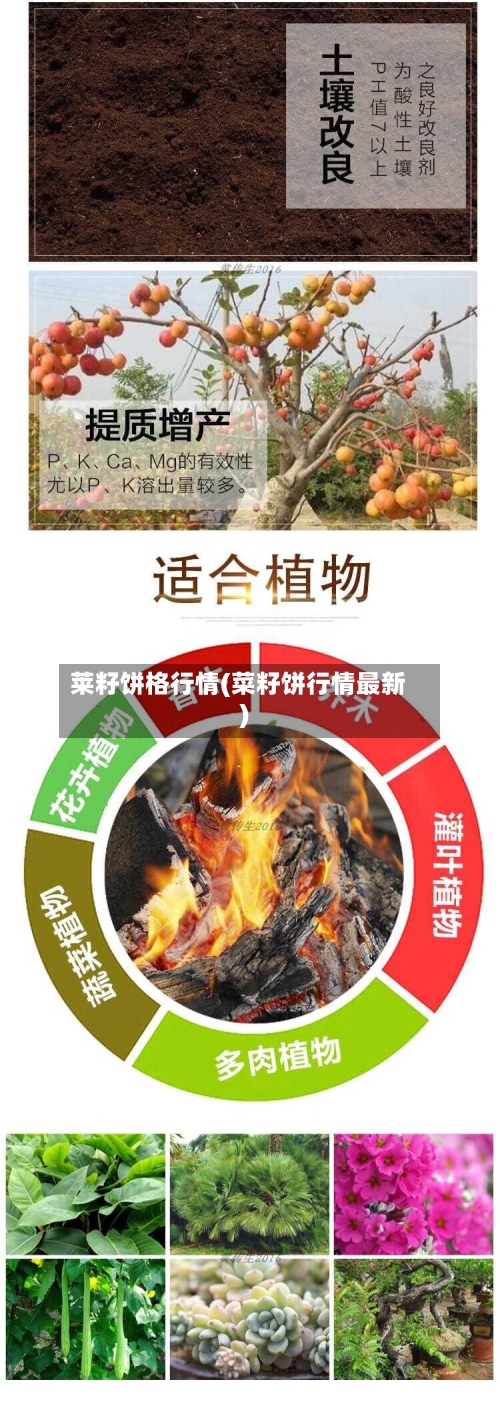 莱籽饼格行情(菜籽饼行情最新)-第1张图片