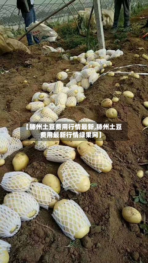 【滕州土豆费用行情最新,滕州土豆费用最新行情绿果网】-第3张图片