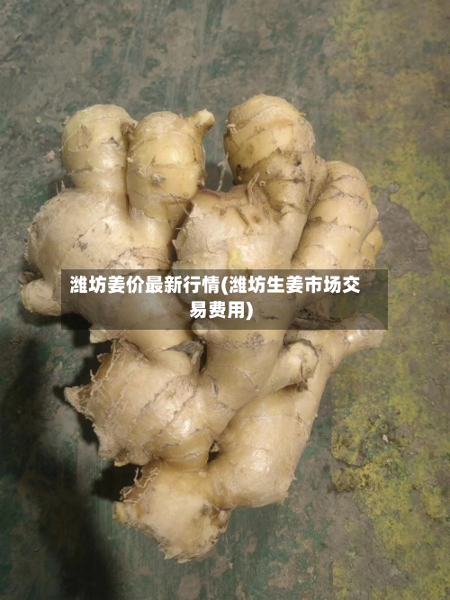 潍坊姜价最新行情(潍坊生姜市场交易费用)-第3张图片